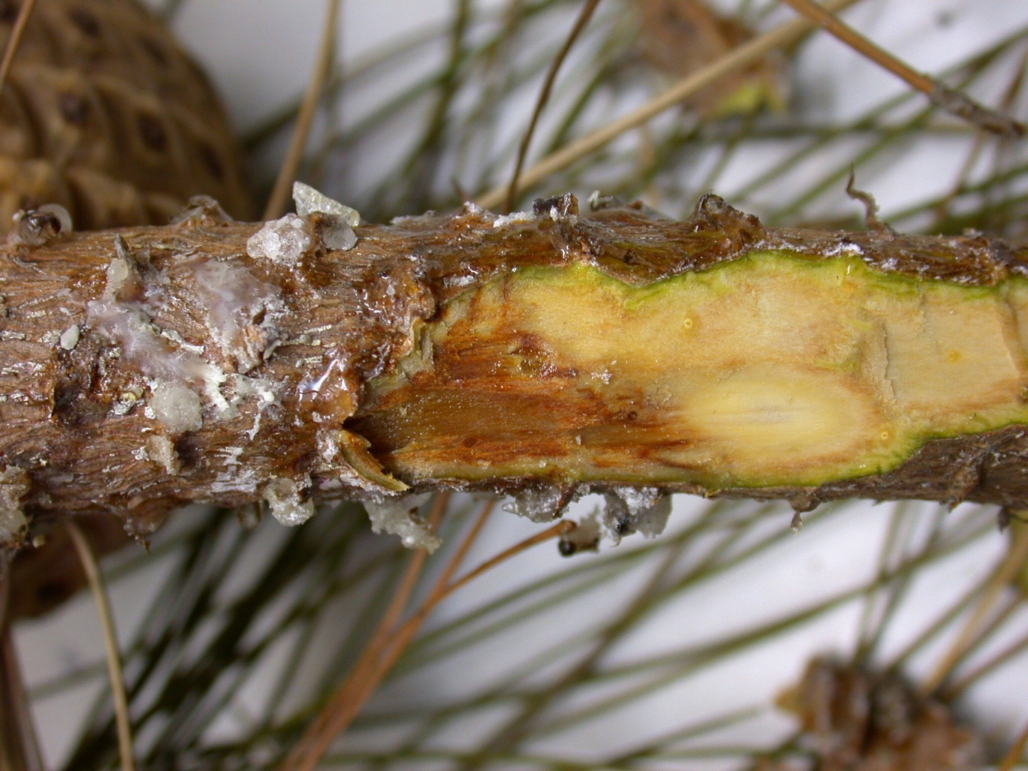 example of pitch pine canker