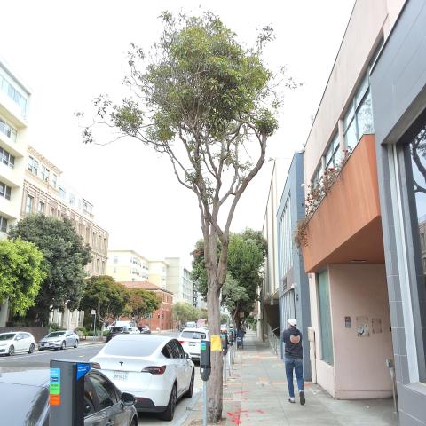 2255 Post Street tree