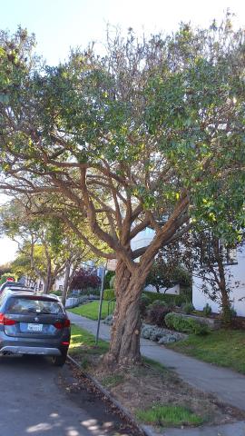 273 29th Avenue tree