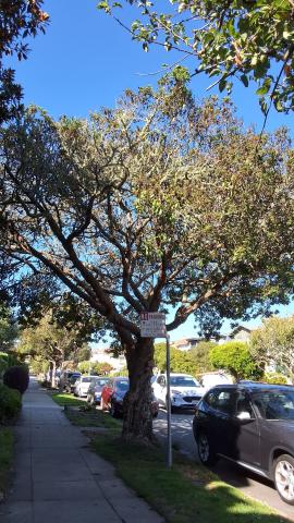 273 29th Avenue tree