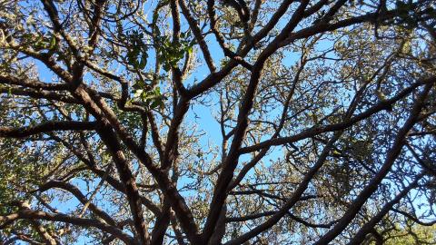 273 29th Avenue tree