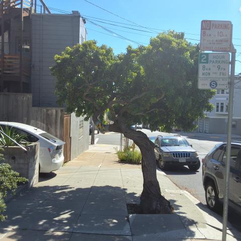 87 Vicksburg Street tree