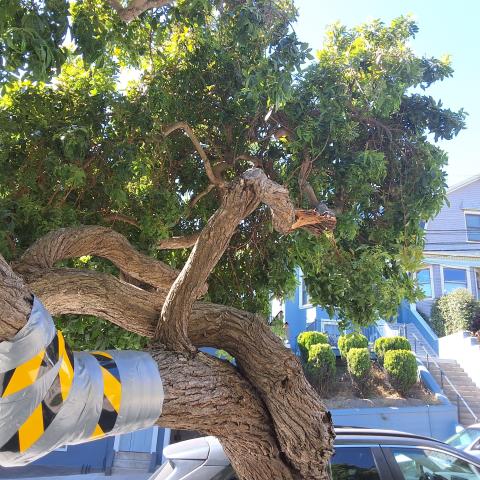 87 Vicksburg Street tree