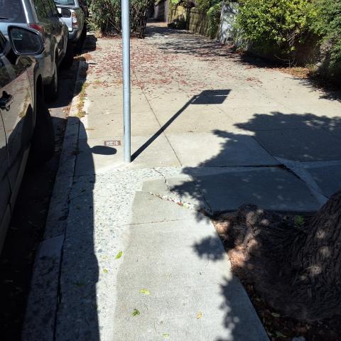 87 Vicksburg Street tree