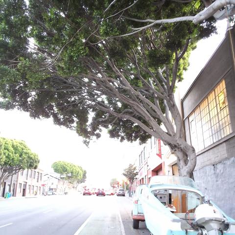 200 Potrero Ave tree