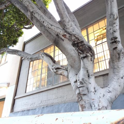 200 Potrero Ave tree