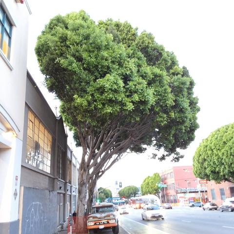 200 Potrero Ave tree