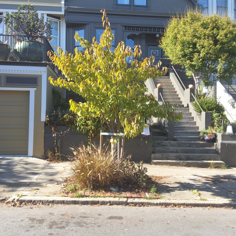 57 Carmelita Street tree