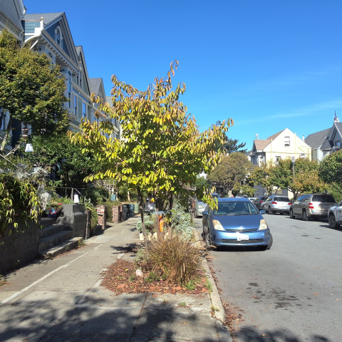 57 Carmelita Street tree