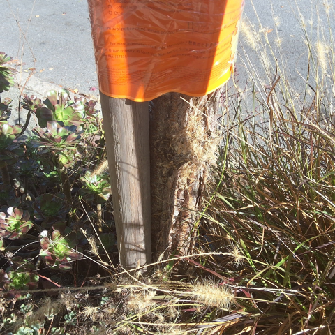 57 Carmelita Street tree