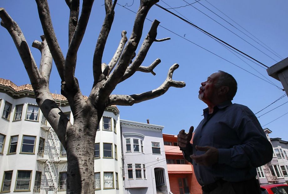 One person watching a prune tree