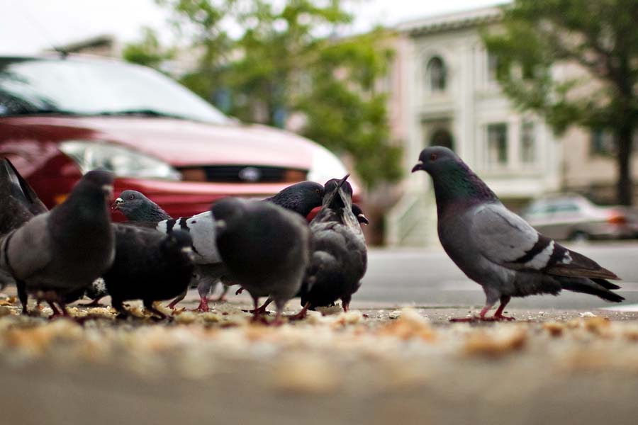 Pigeons on the street