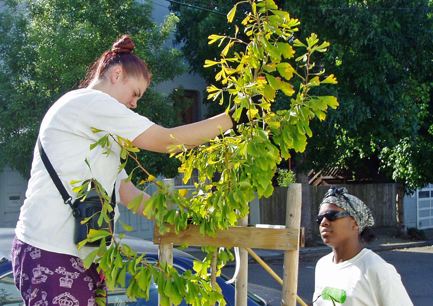 2 peeps pruning some ficus 