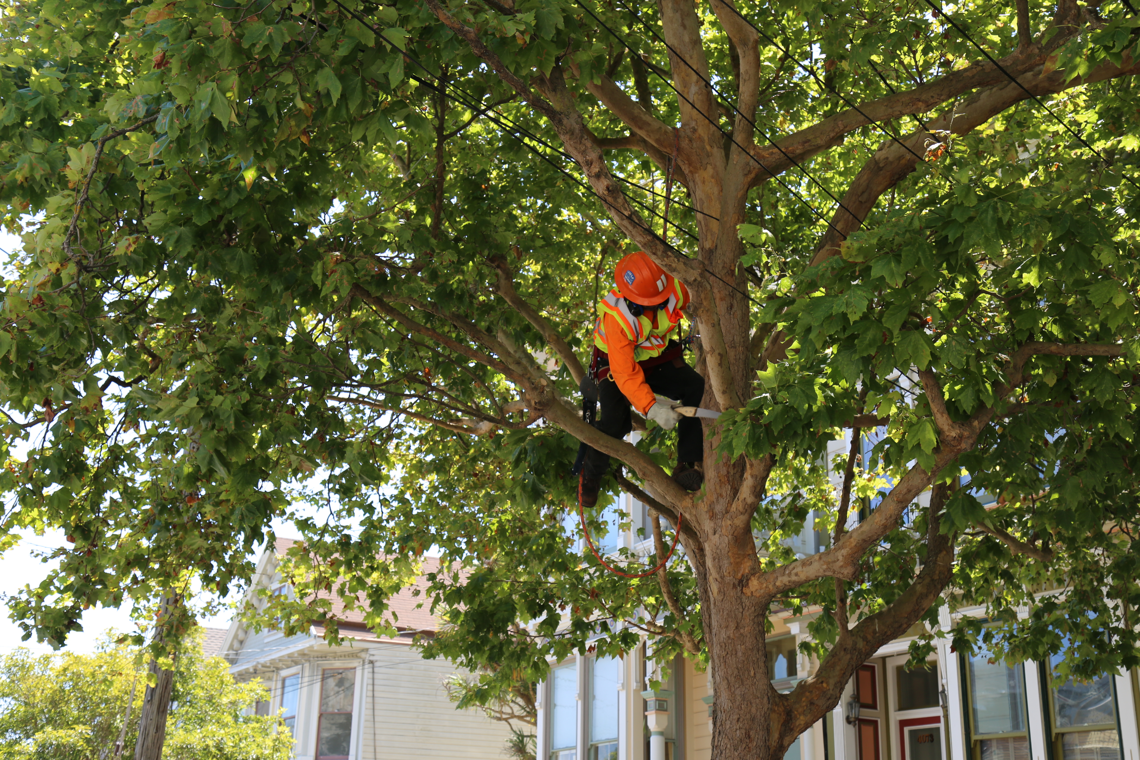 arborist