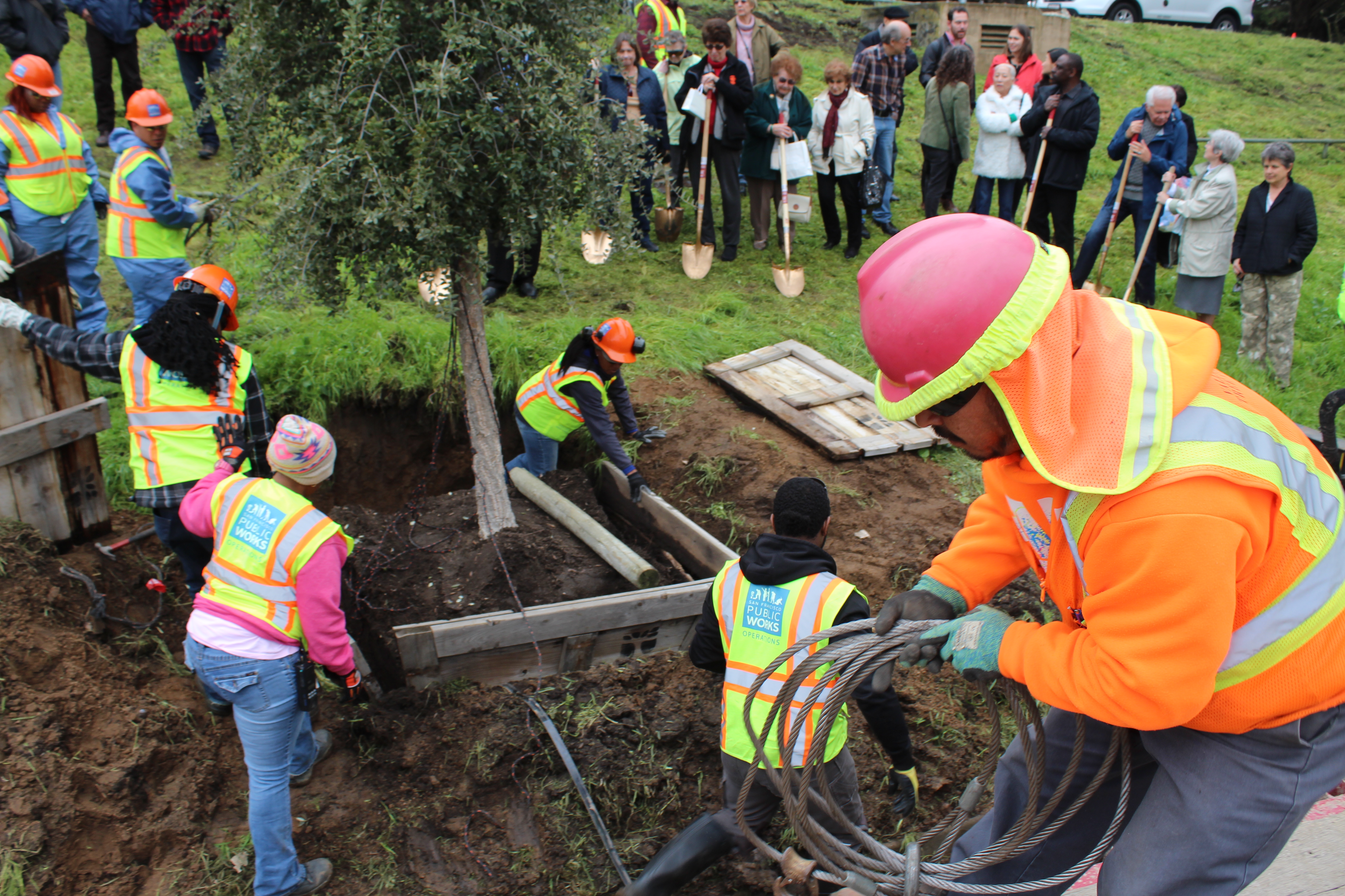 arborists planting a tree