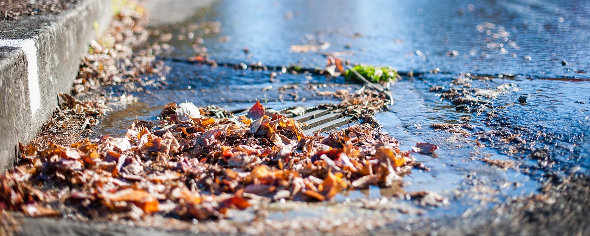 leaves covering catch basin