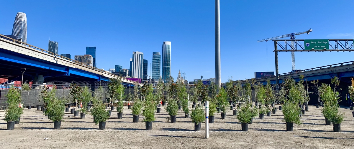 tree rows