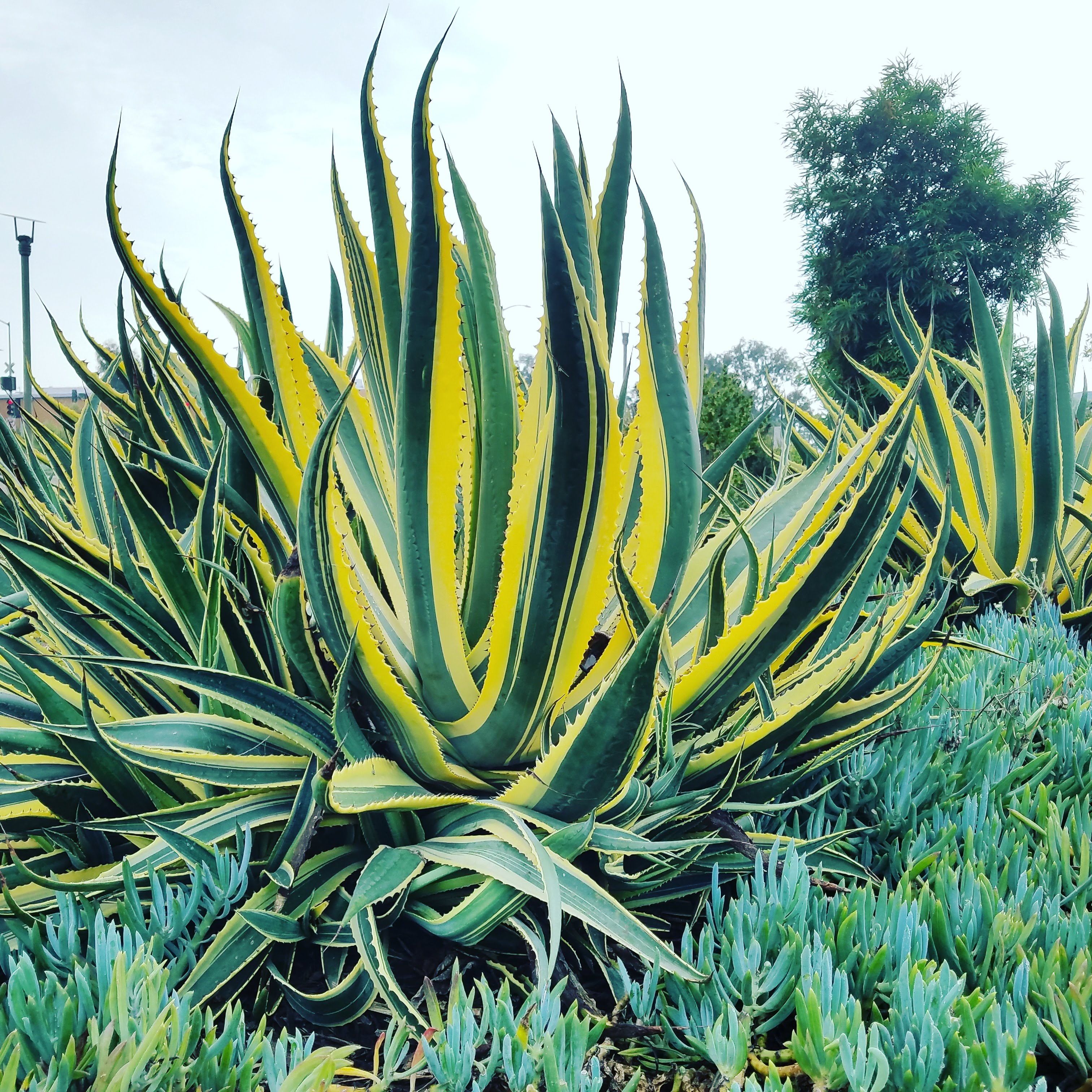 beautiful plant near the Bayview Gateway