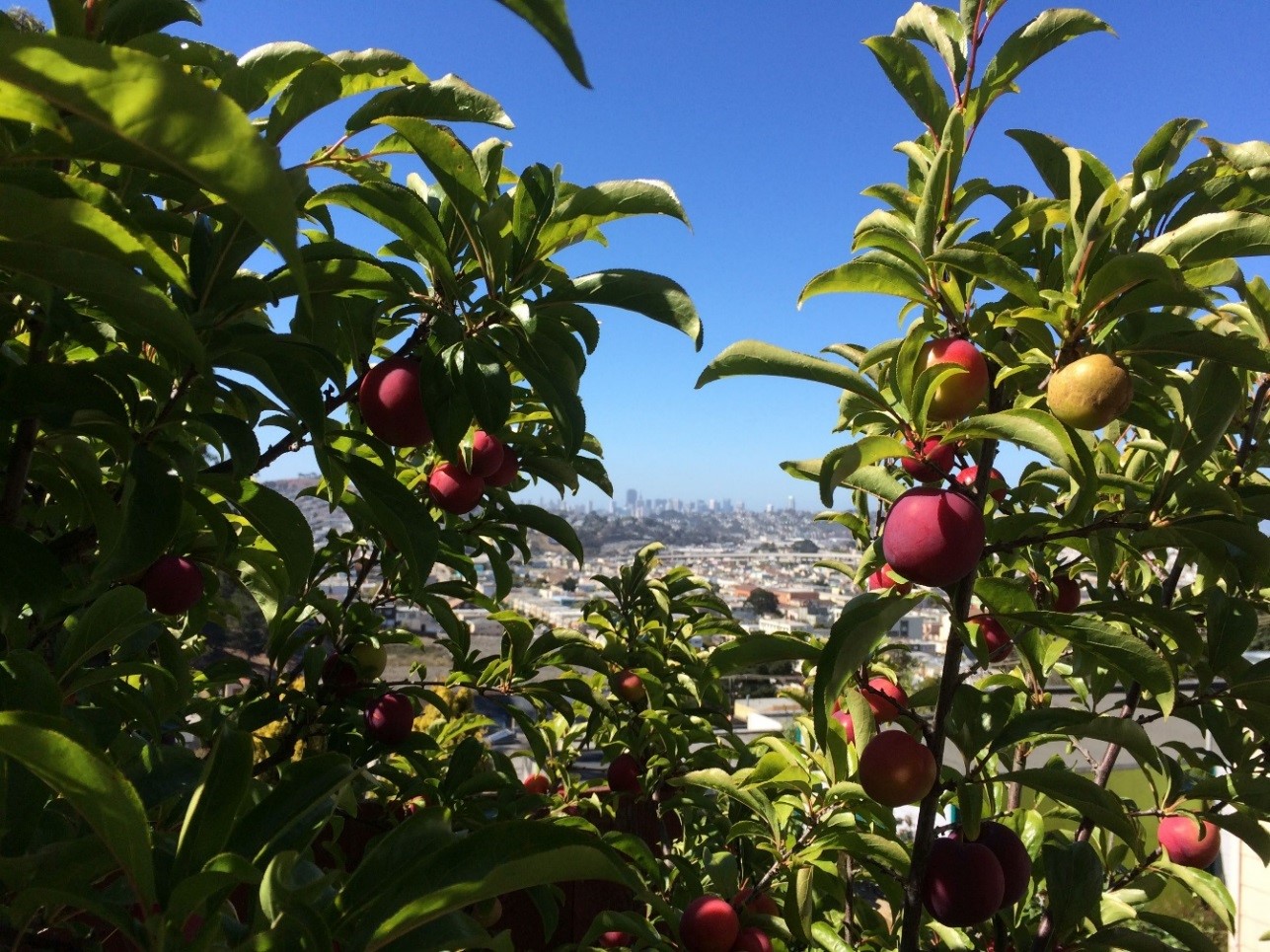 Portola Garden Tour 