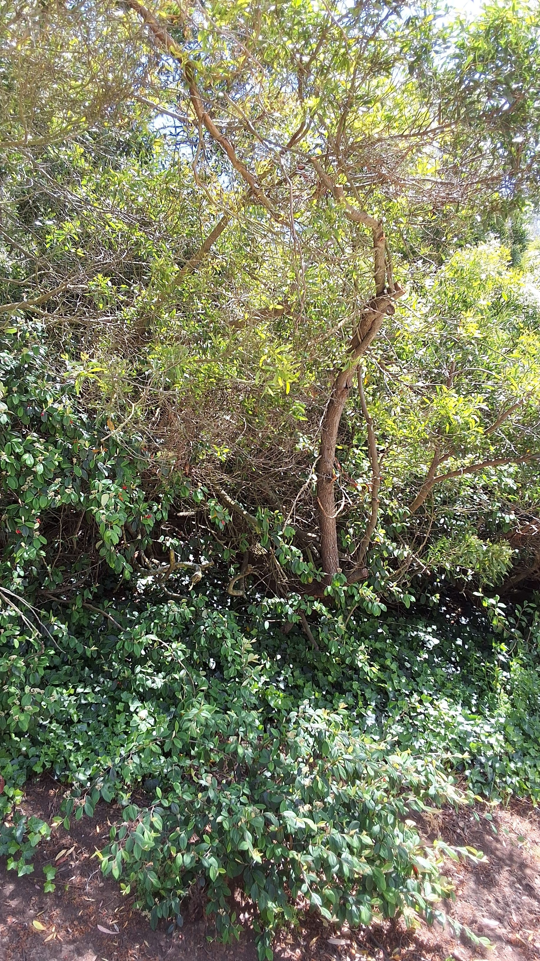 1555 5th Ave. tree