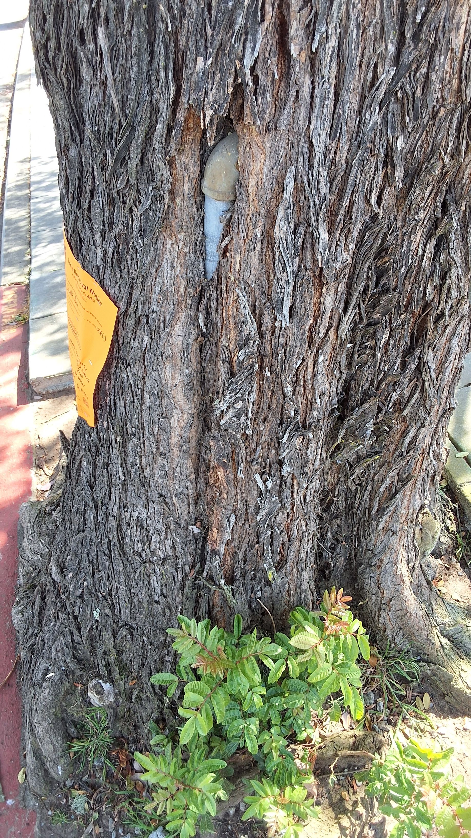 350 Santa Ana Ave. tree