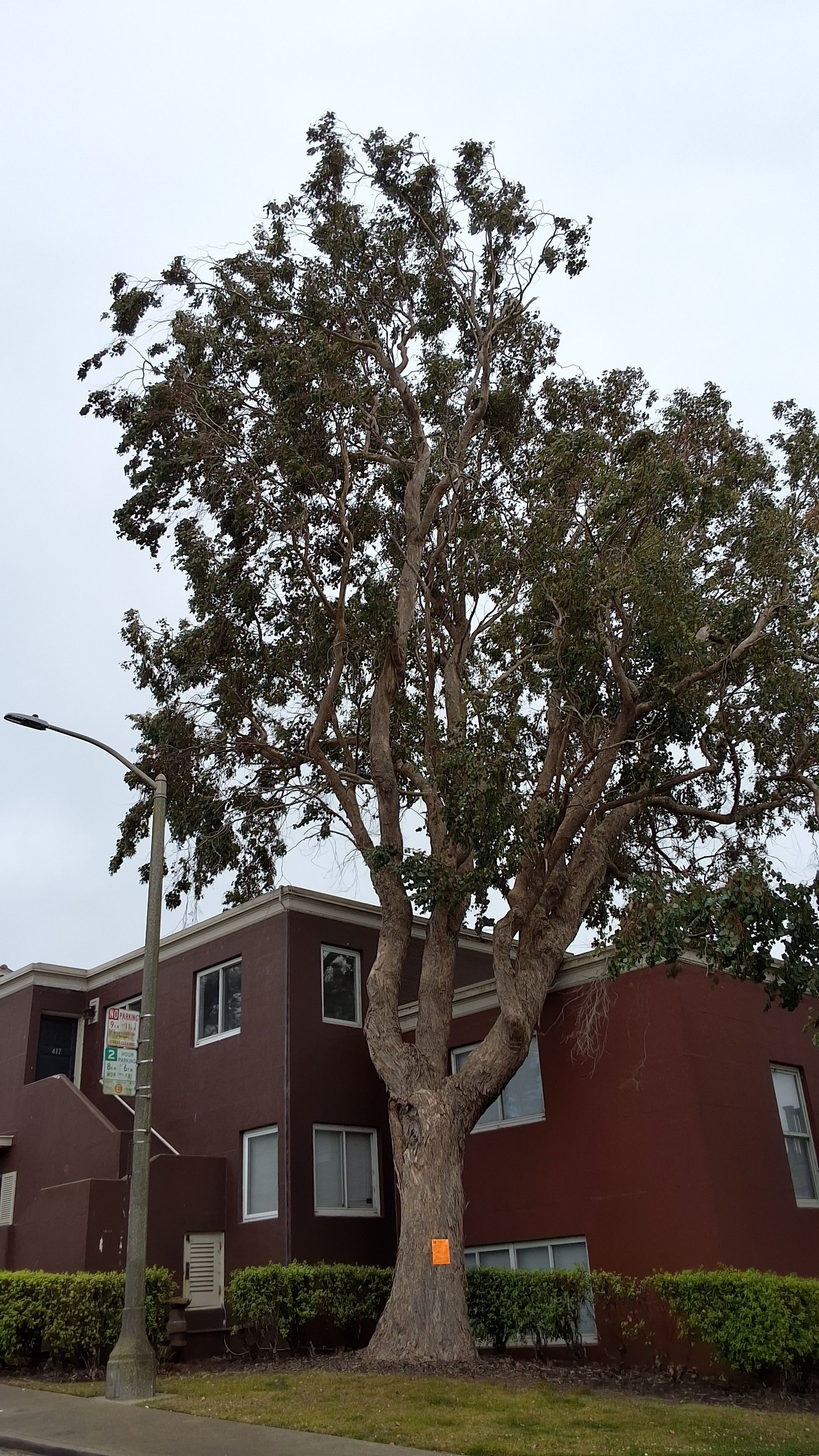 401 Vidal Dr. tree