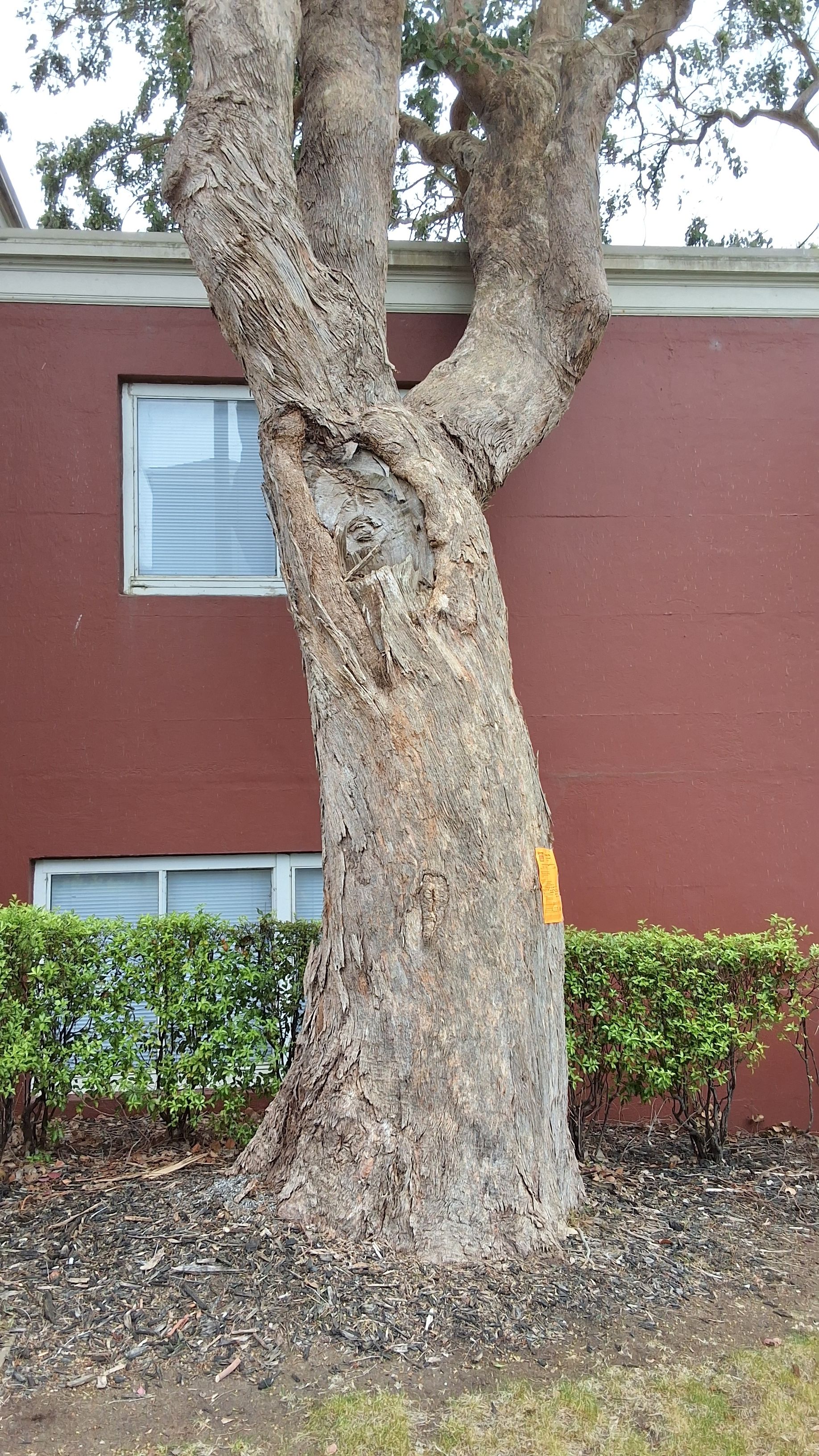 401 Vidal Dr. tree