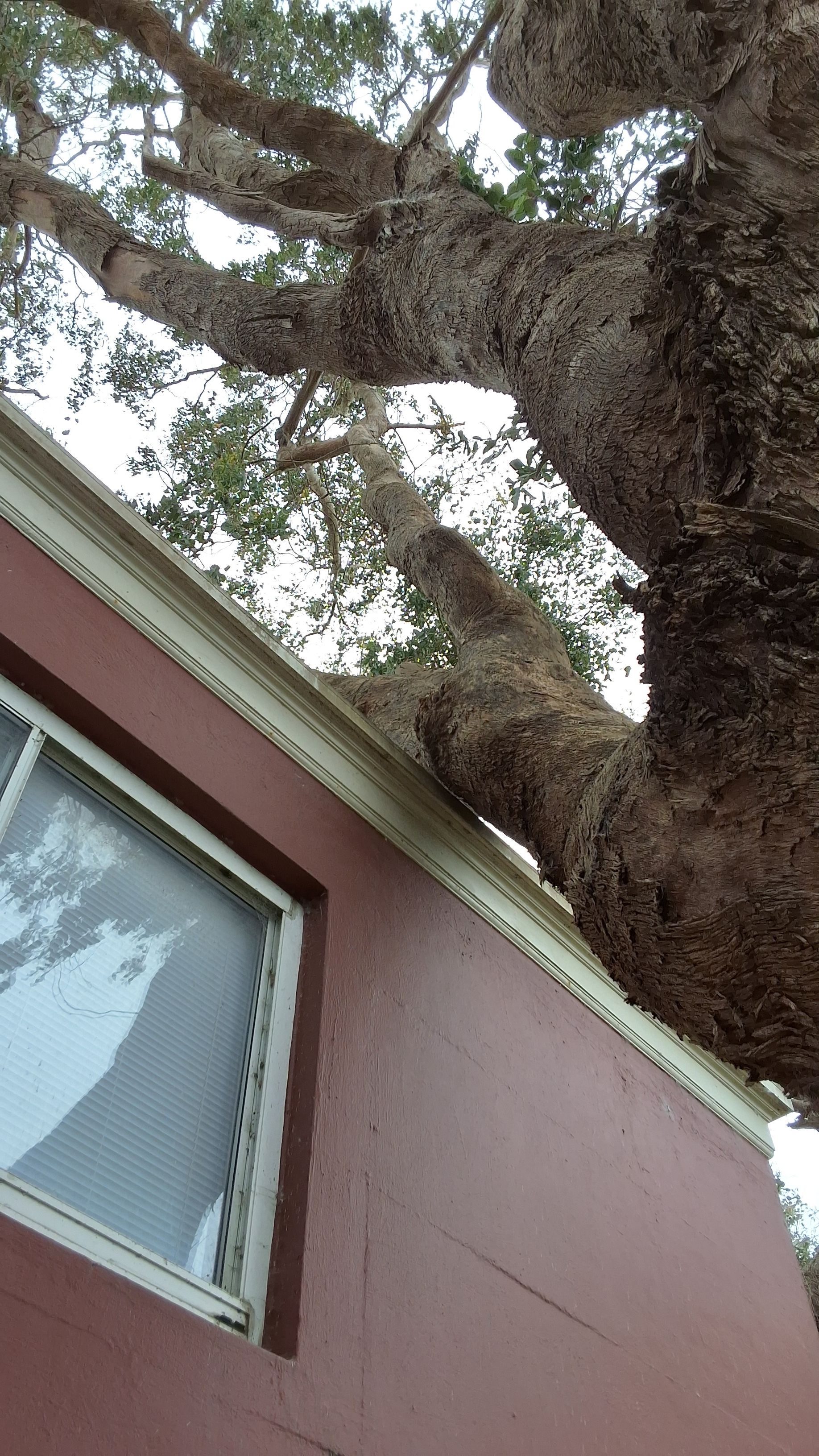 401 Vidal Dr. tree