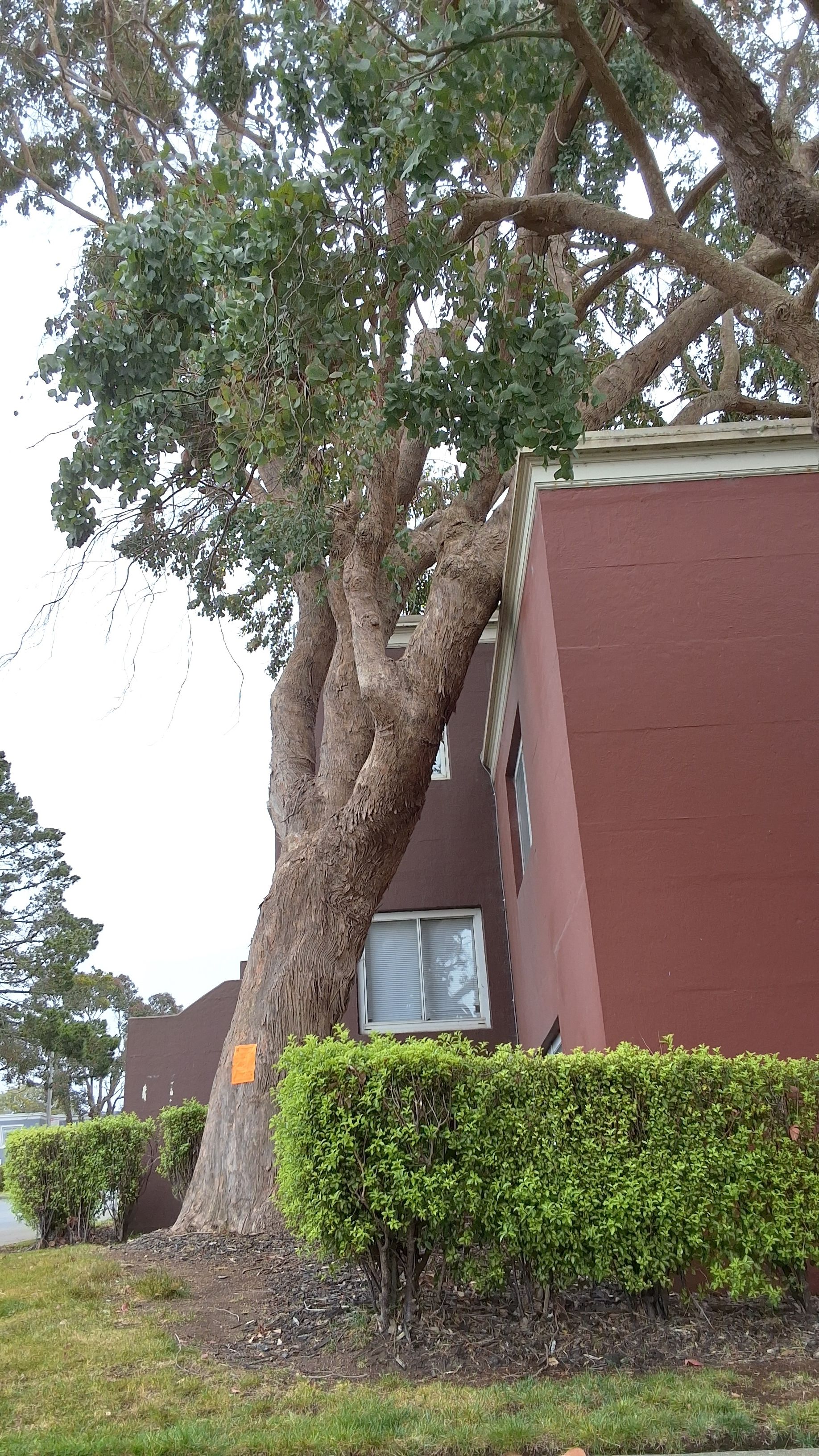 401 Vidal Dr. tree