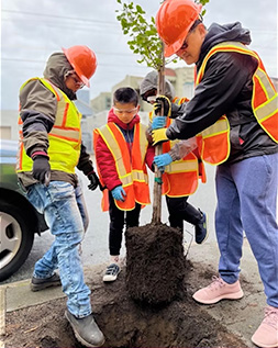 volunteers planting a tree with an arborist