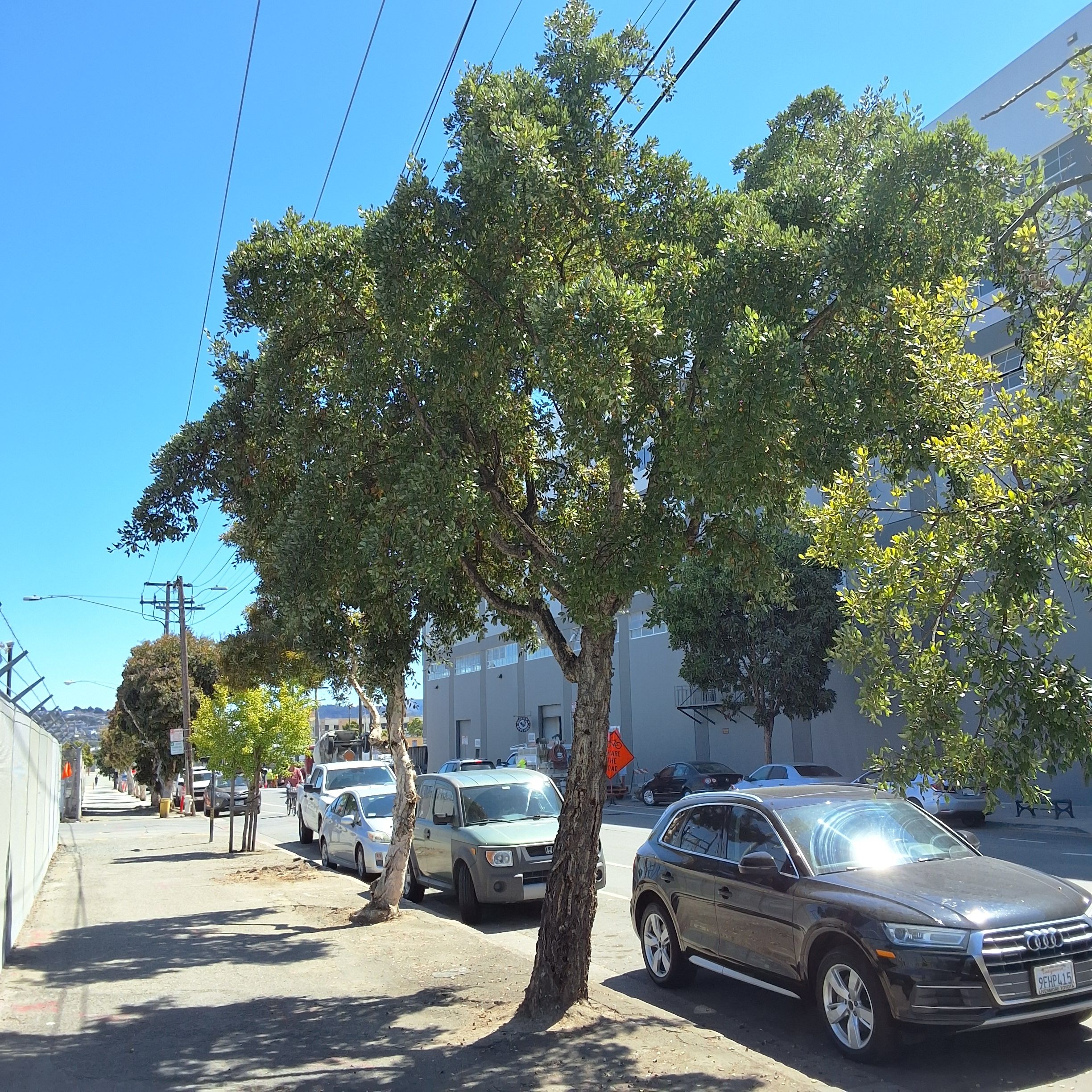 1101 Illinois St Cork oak ID 197235