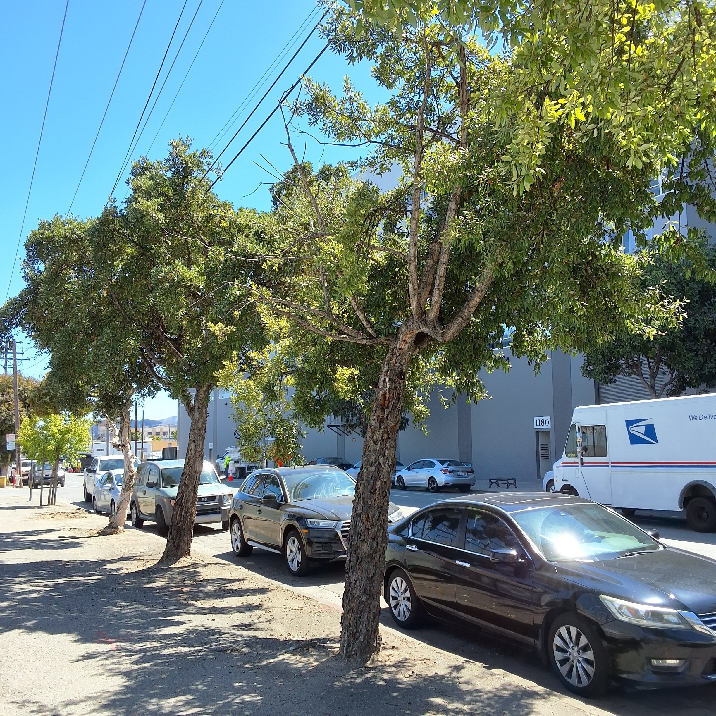 1101 Illinois St Cork oak ID 197236