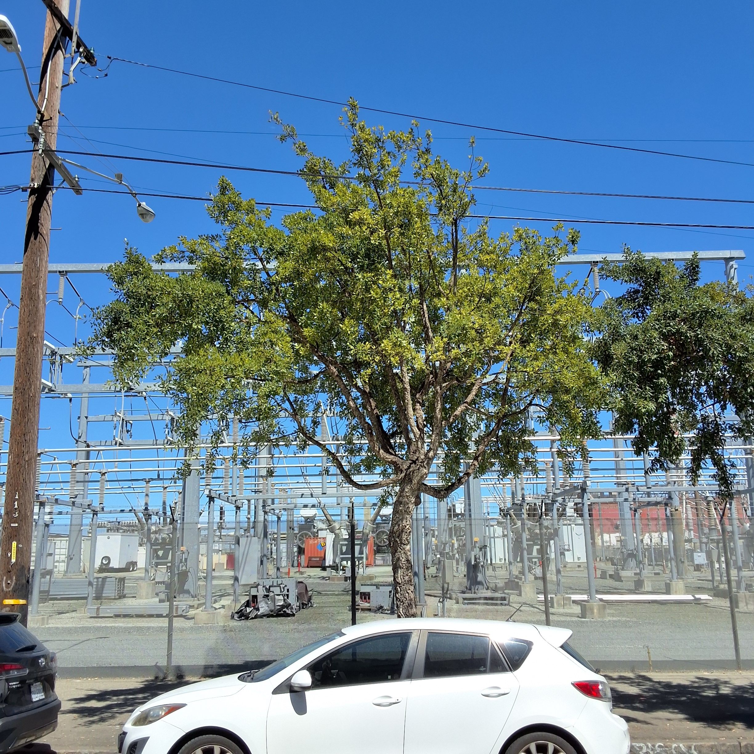 1101 Illinois St Cork oak ID 197237