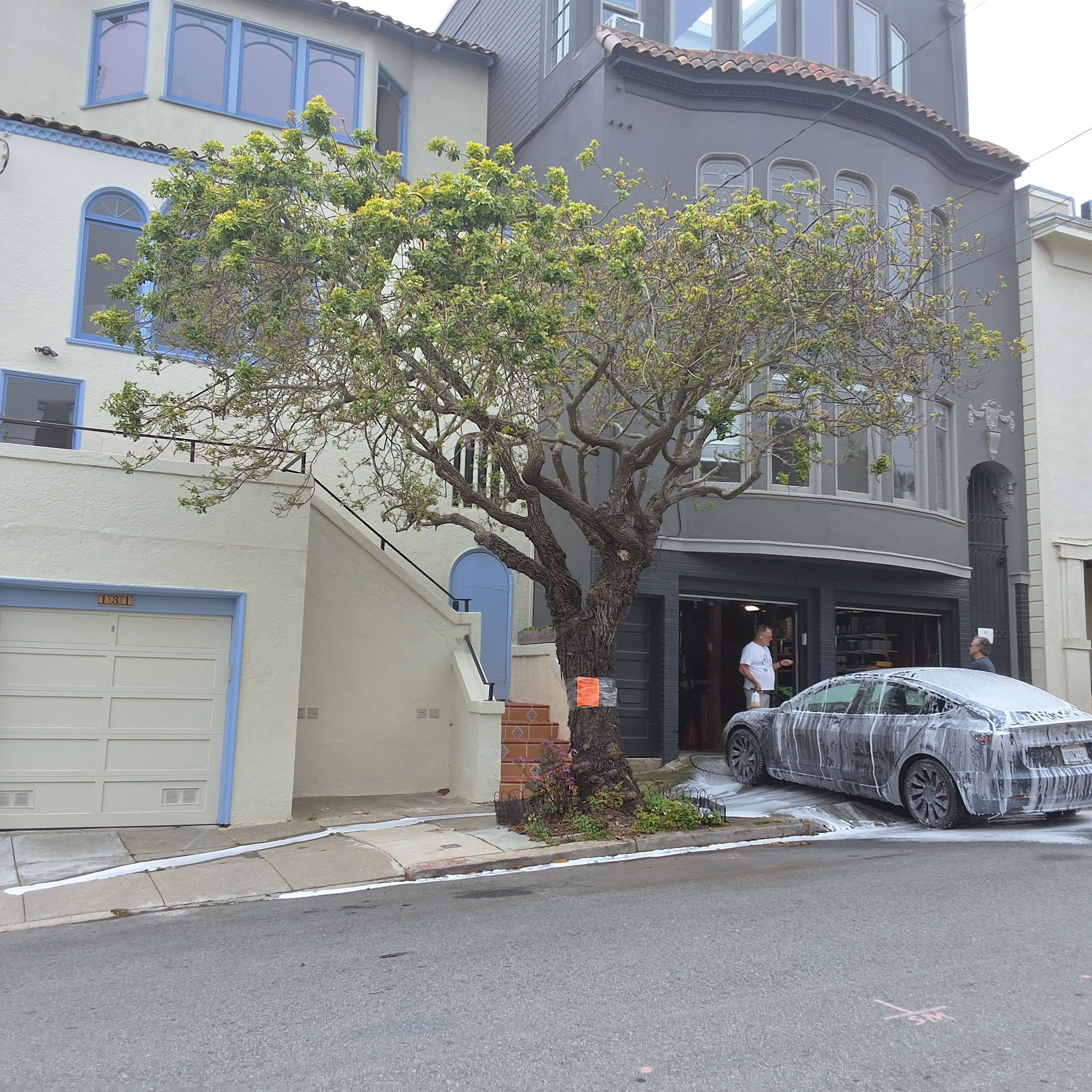 131 Caselli Ave tree