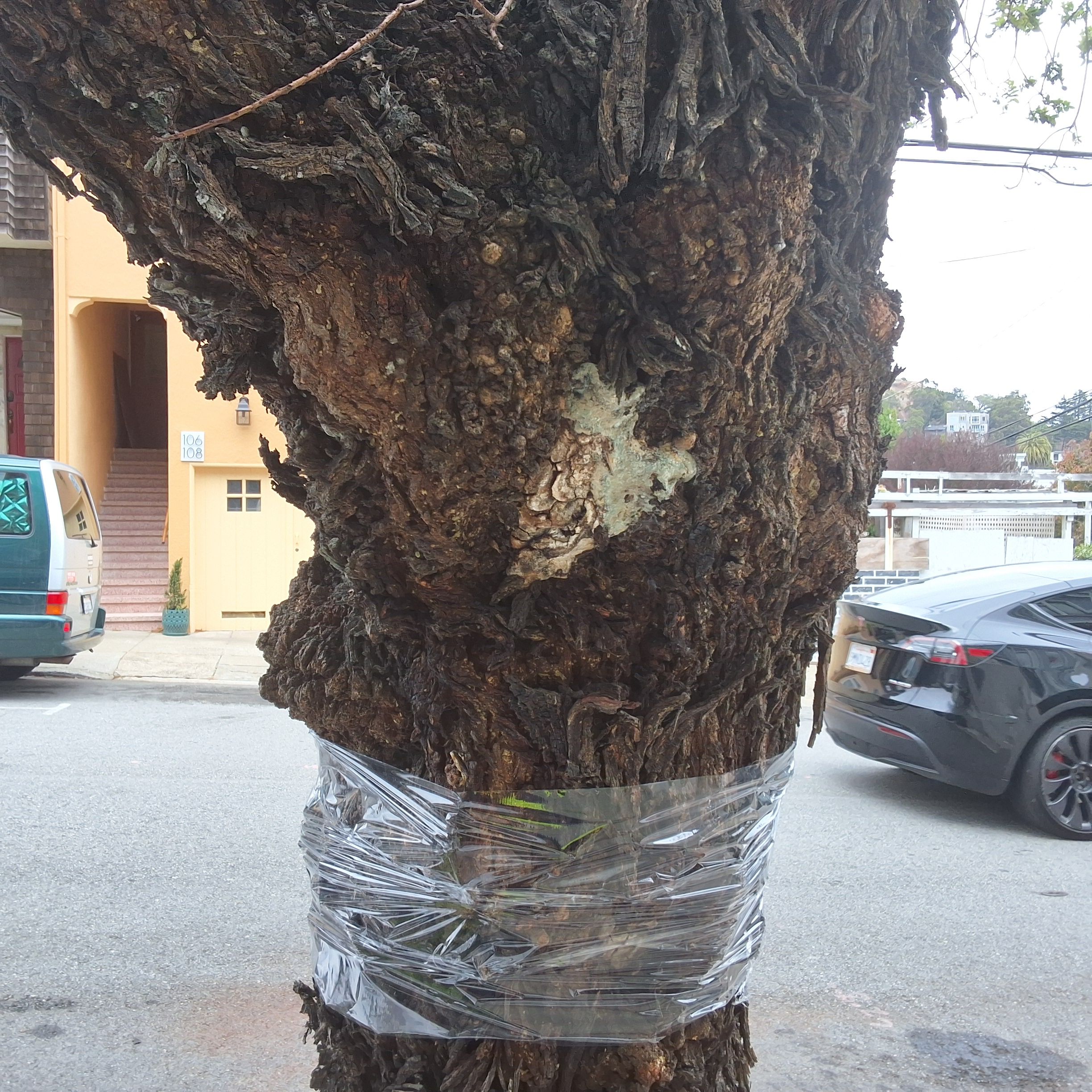 131 Caselli Ave tree