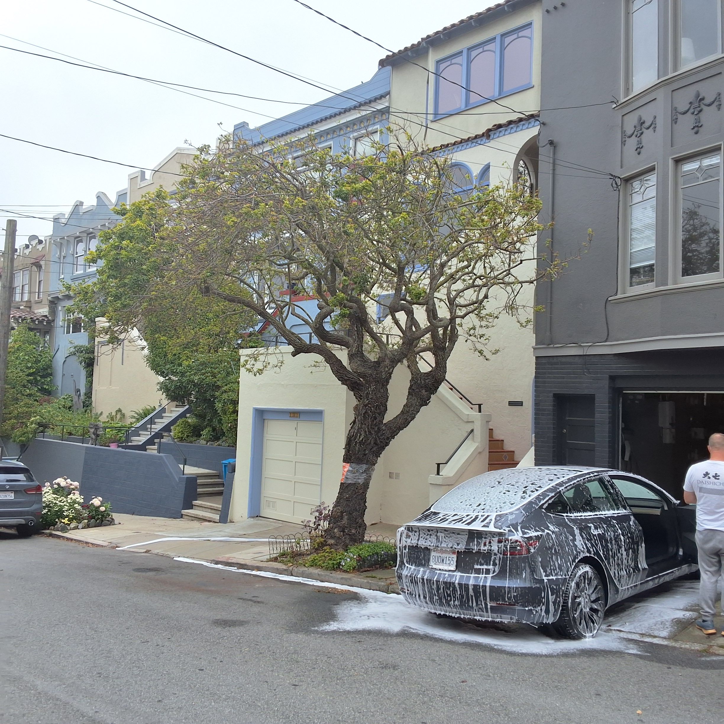 131 Caselli Ave tree