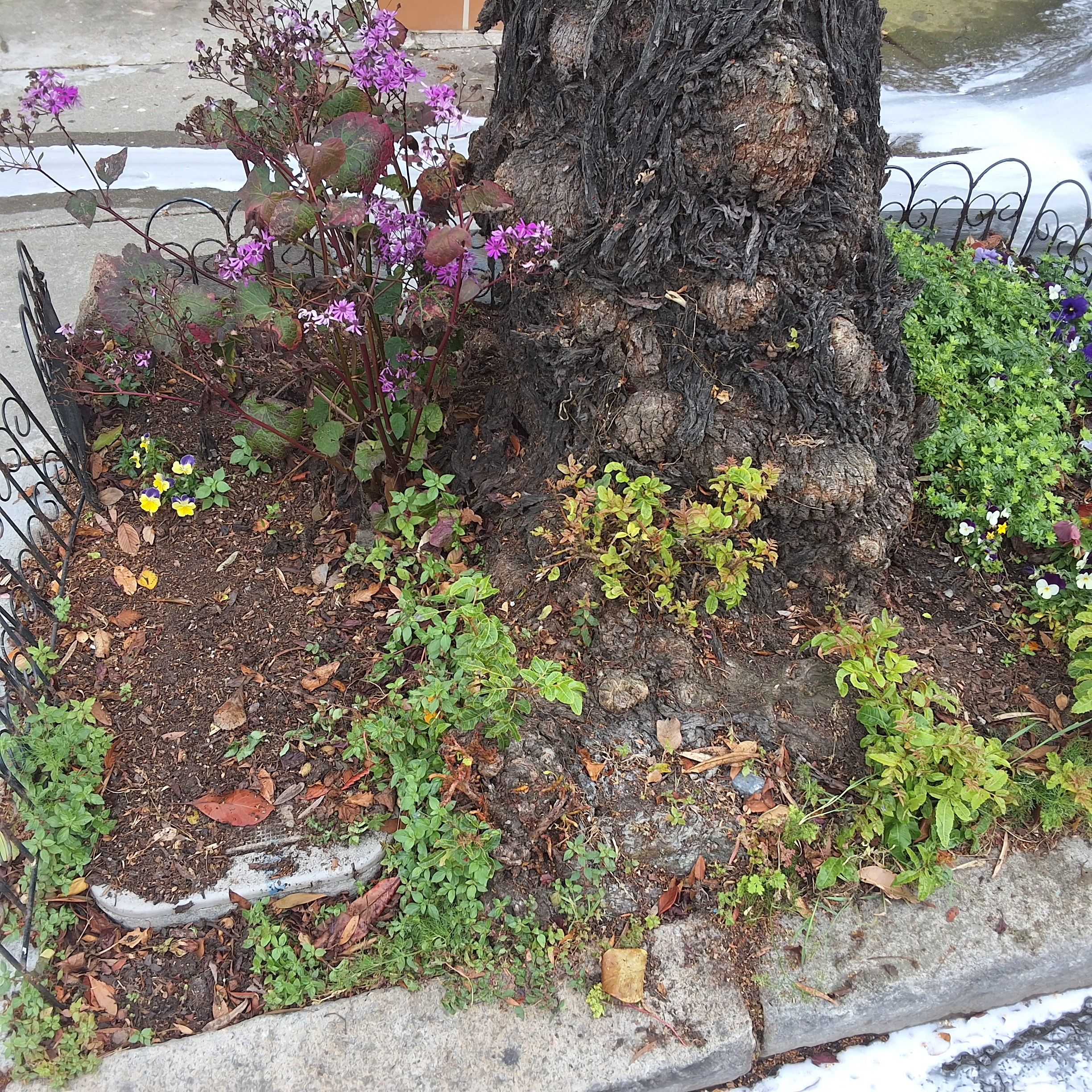 131 Caselli Ave tree