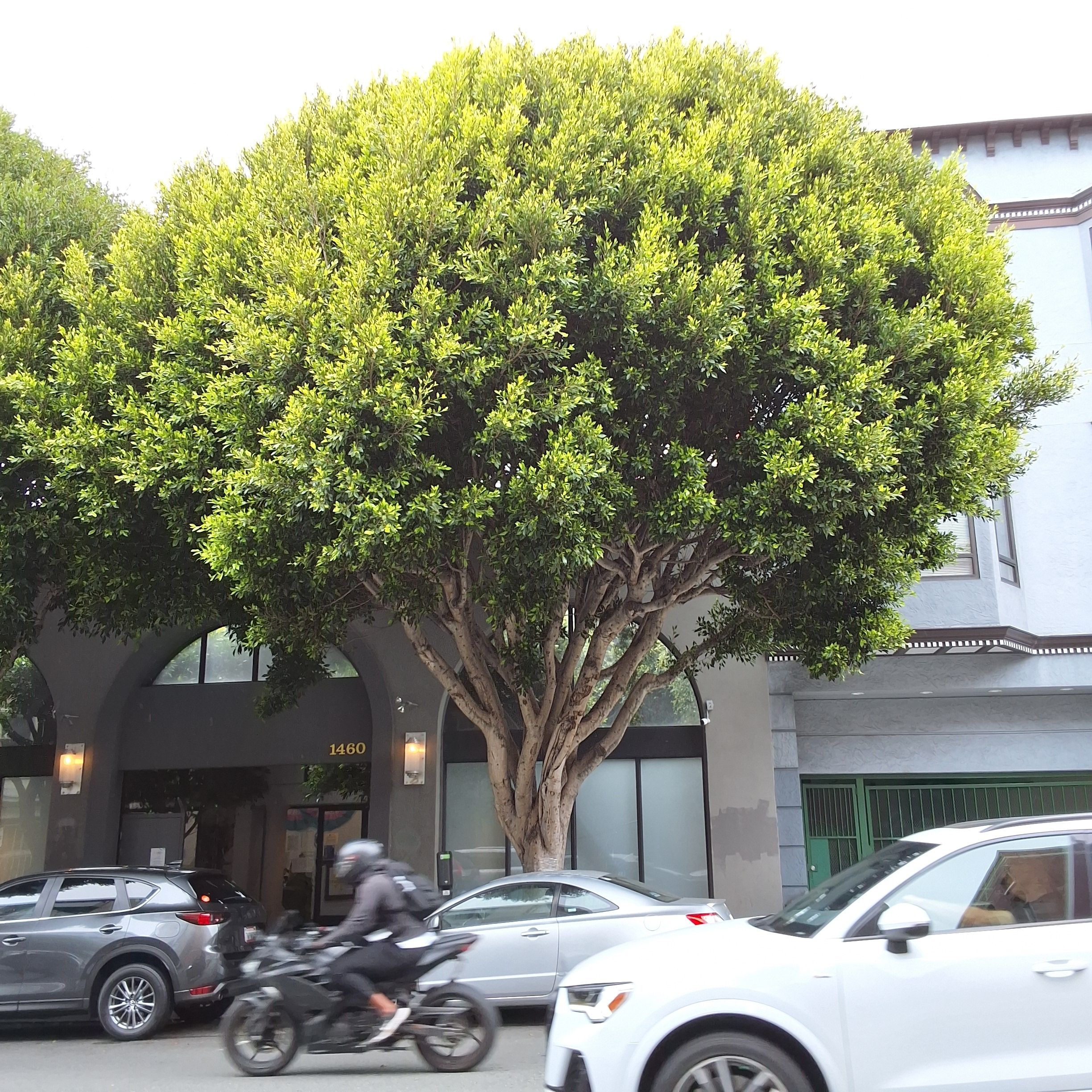1460 Pine St. - Tree 1