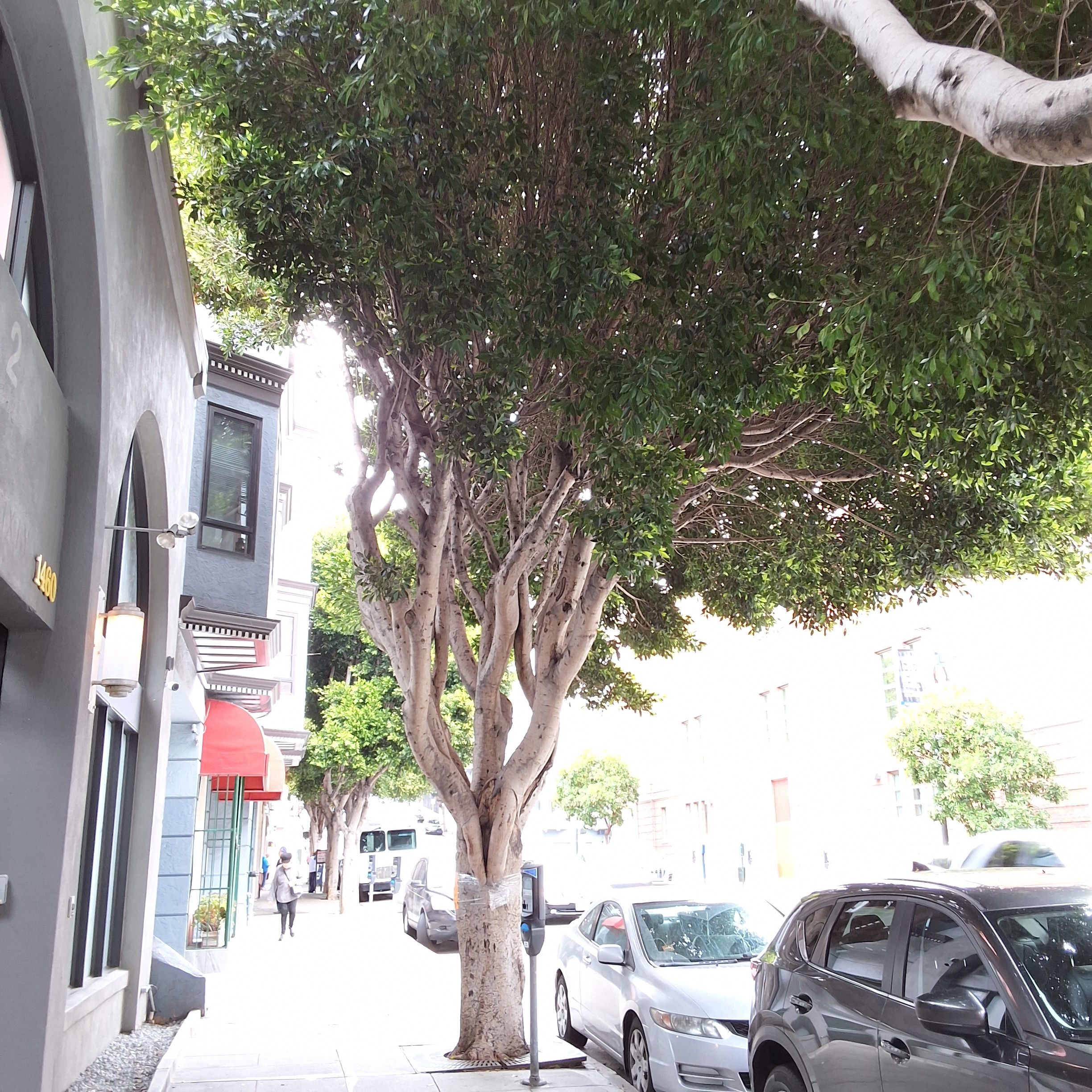 1460 Pine St. - Tree 1