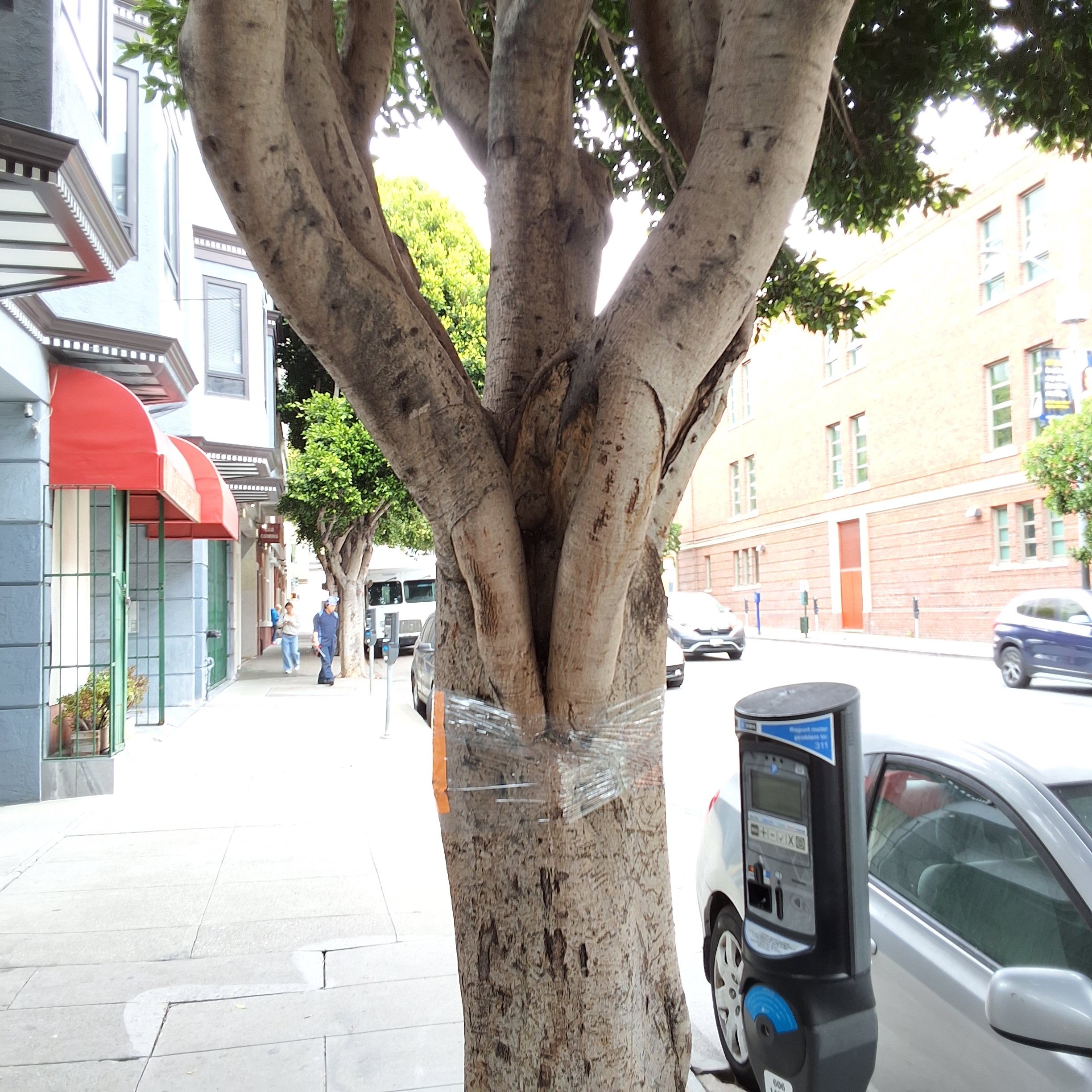 1460 Pine St. - Tree 1