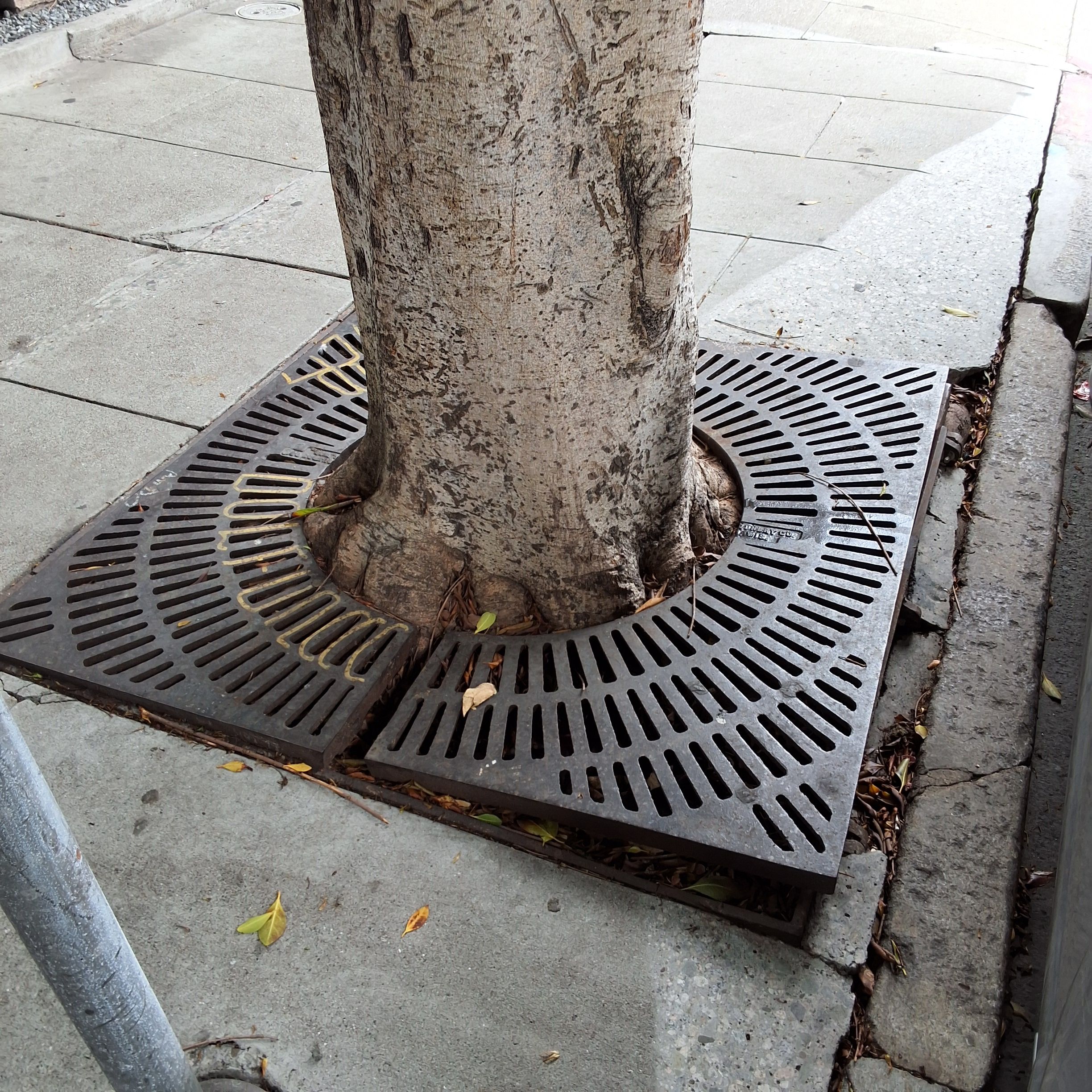 1460 Pine St. - Tree 1