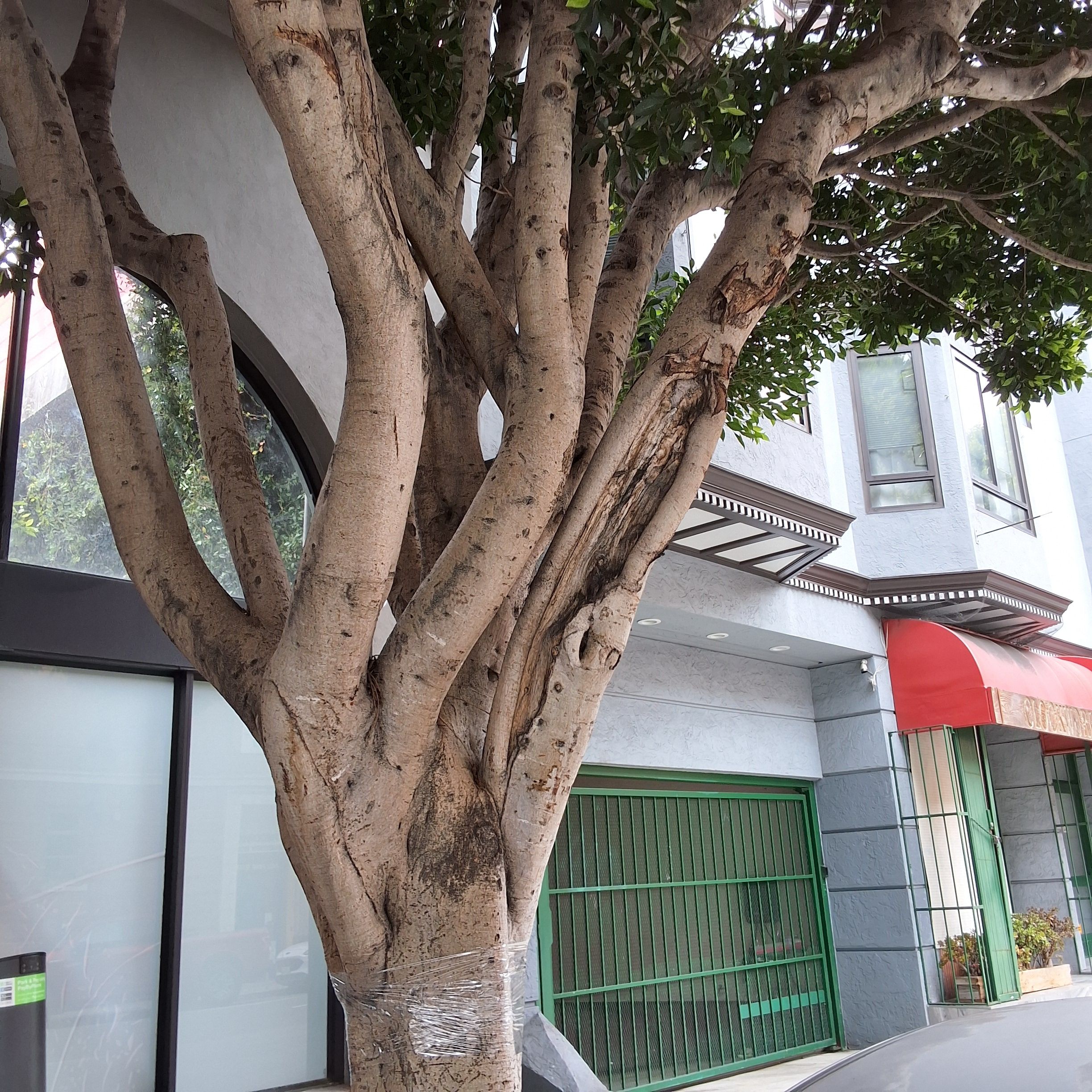 1460 Pine St. - Tree 1