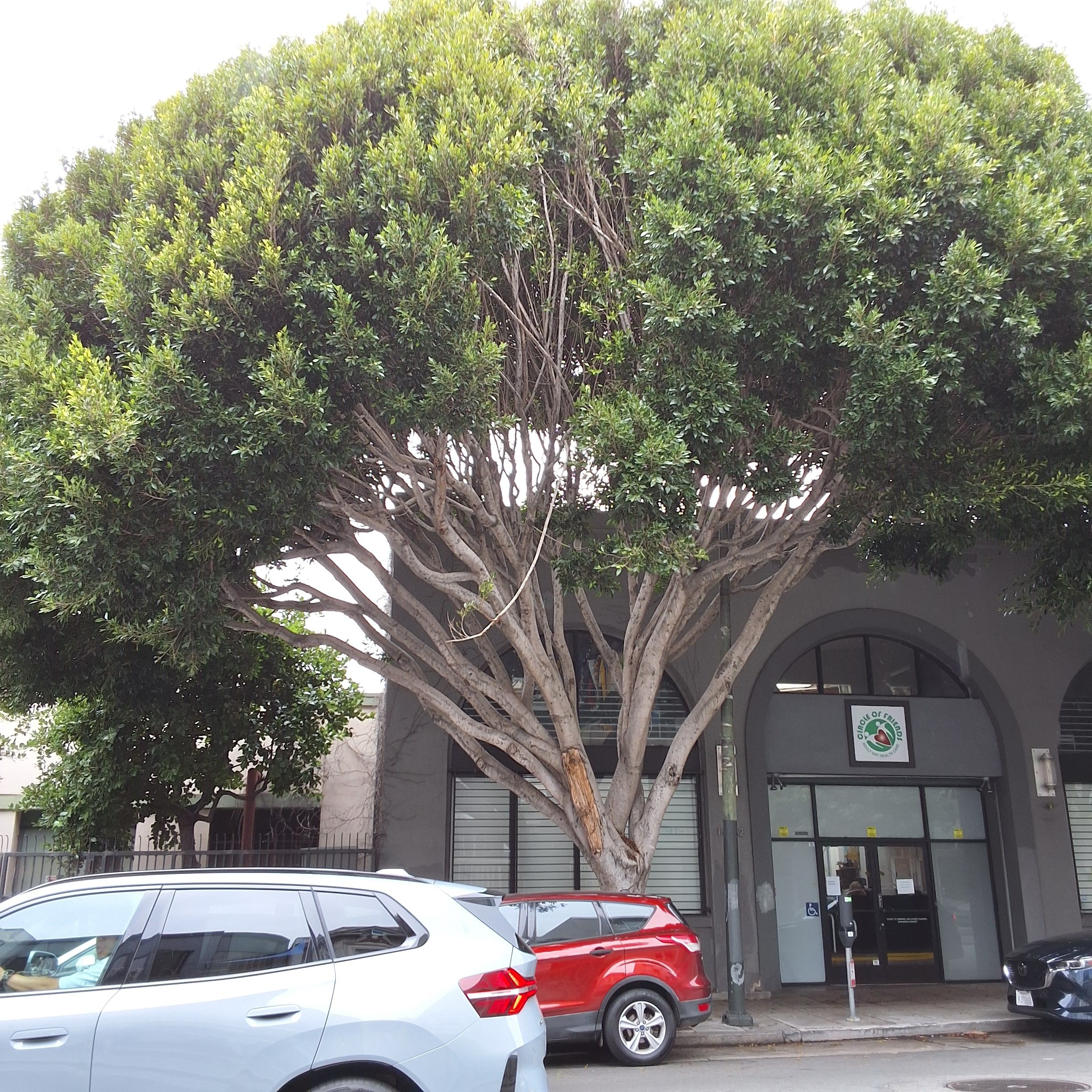 1460 Pine St. - Tree 4