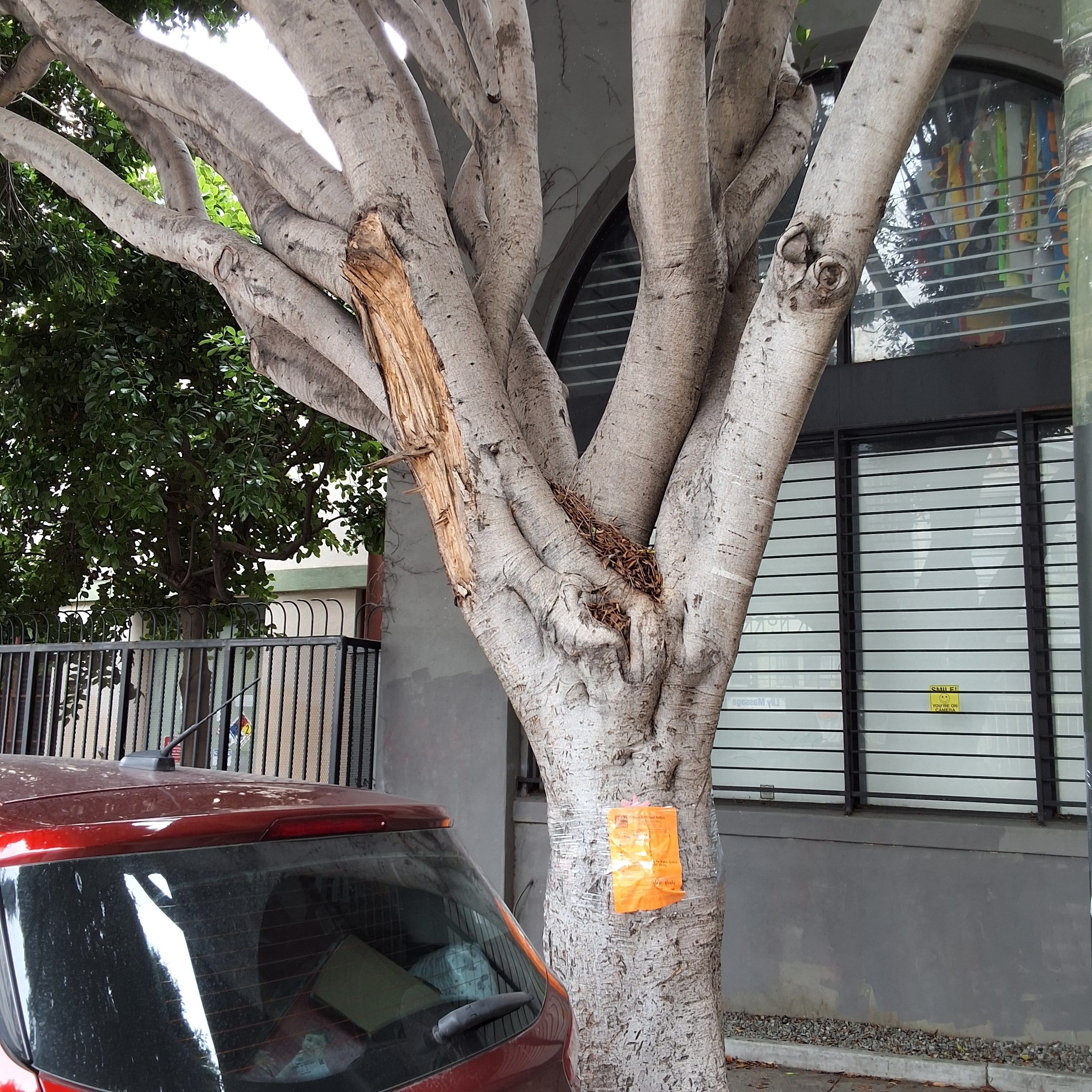 1460 Pine St. - Tree 4