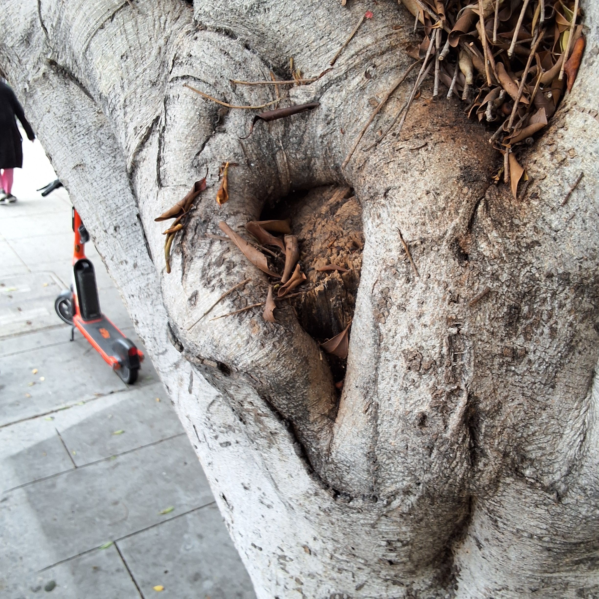 1460 Pine St. - Tree 4