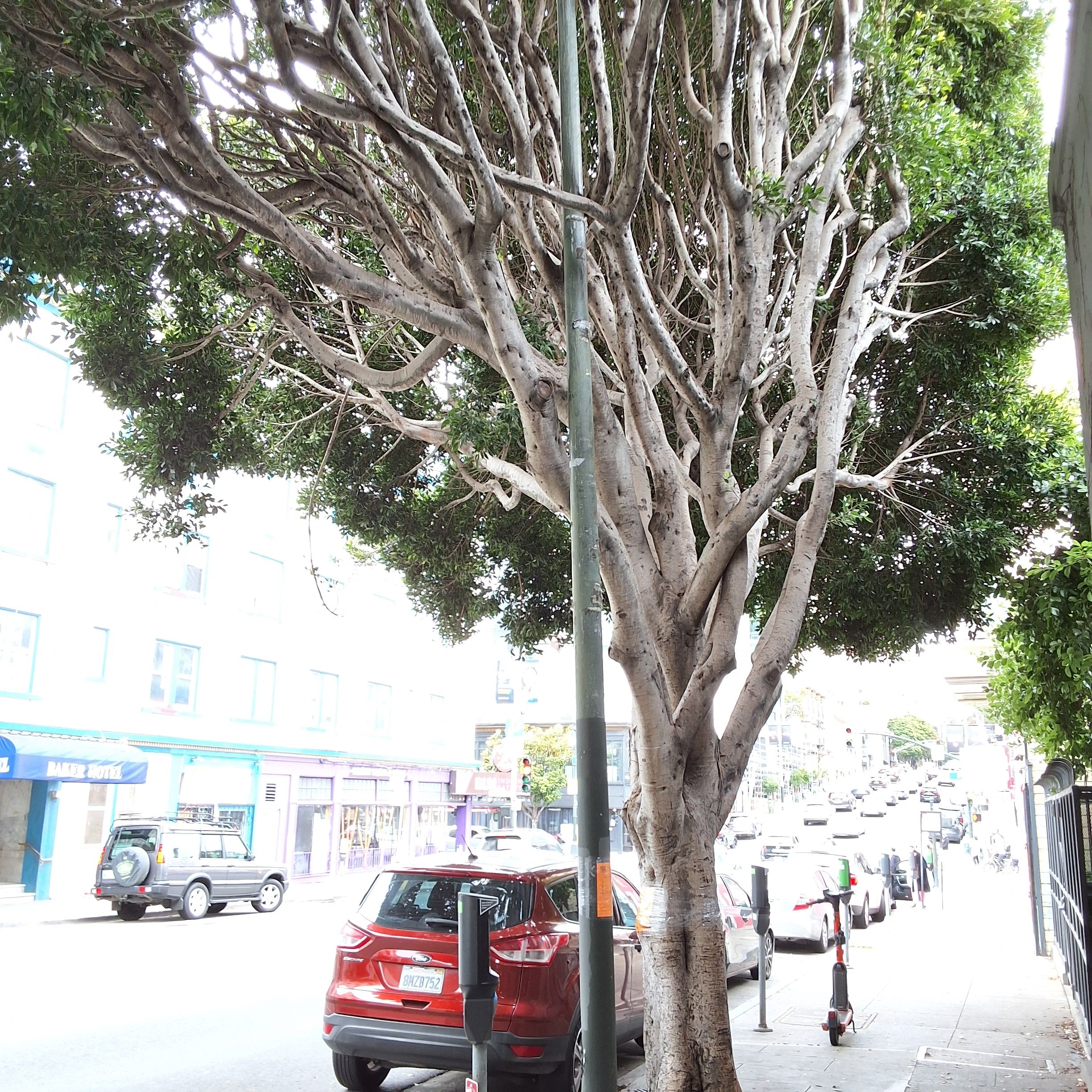 1460 Pine St. - Tree 4