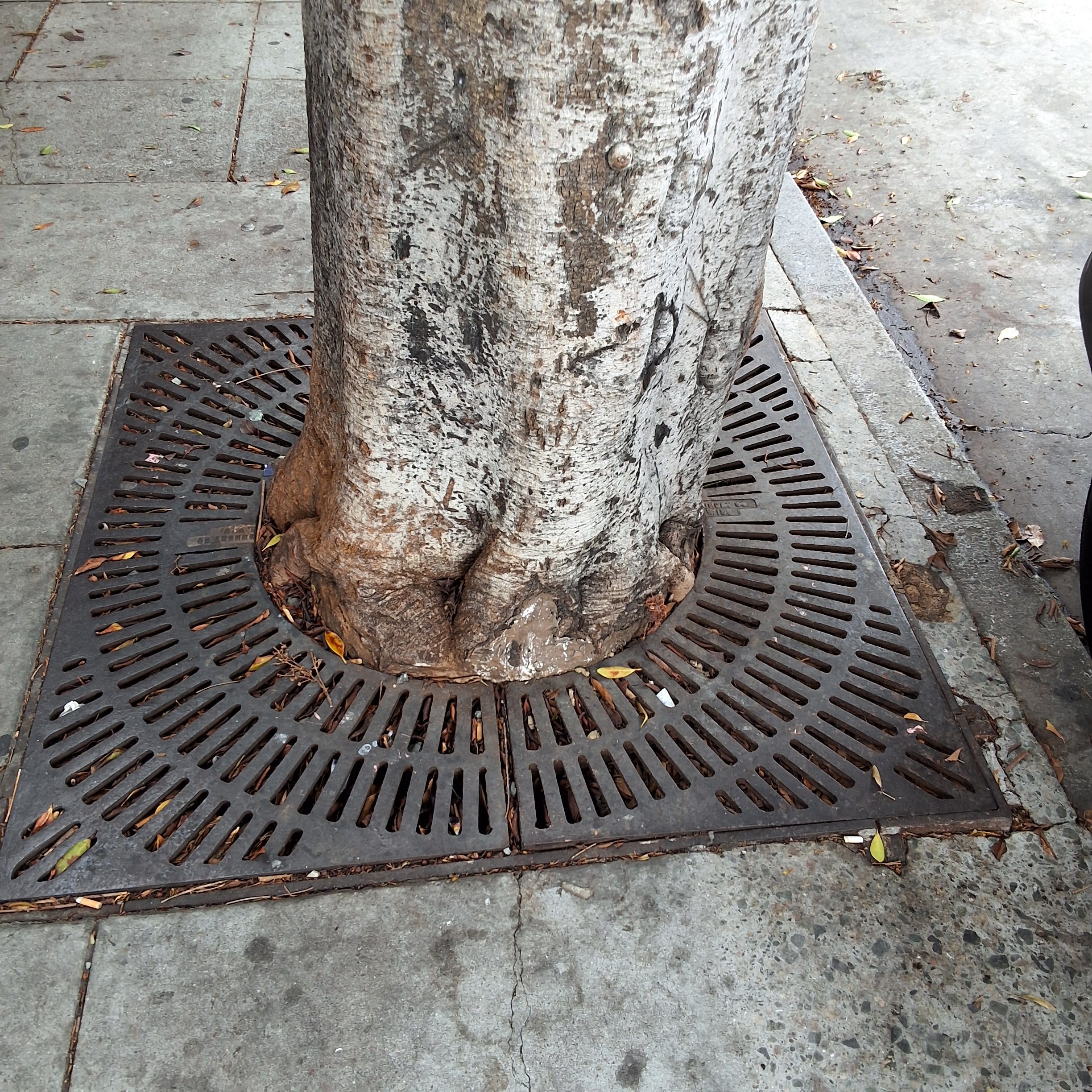 1460 Pine St. - Tree 4