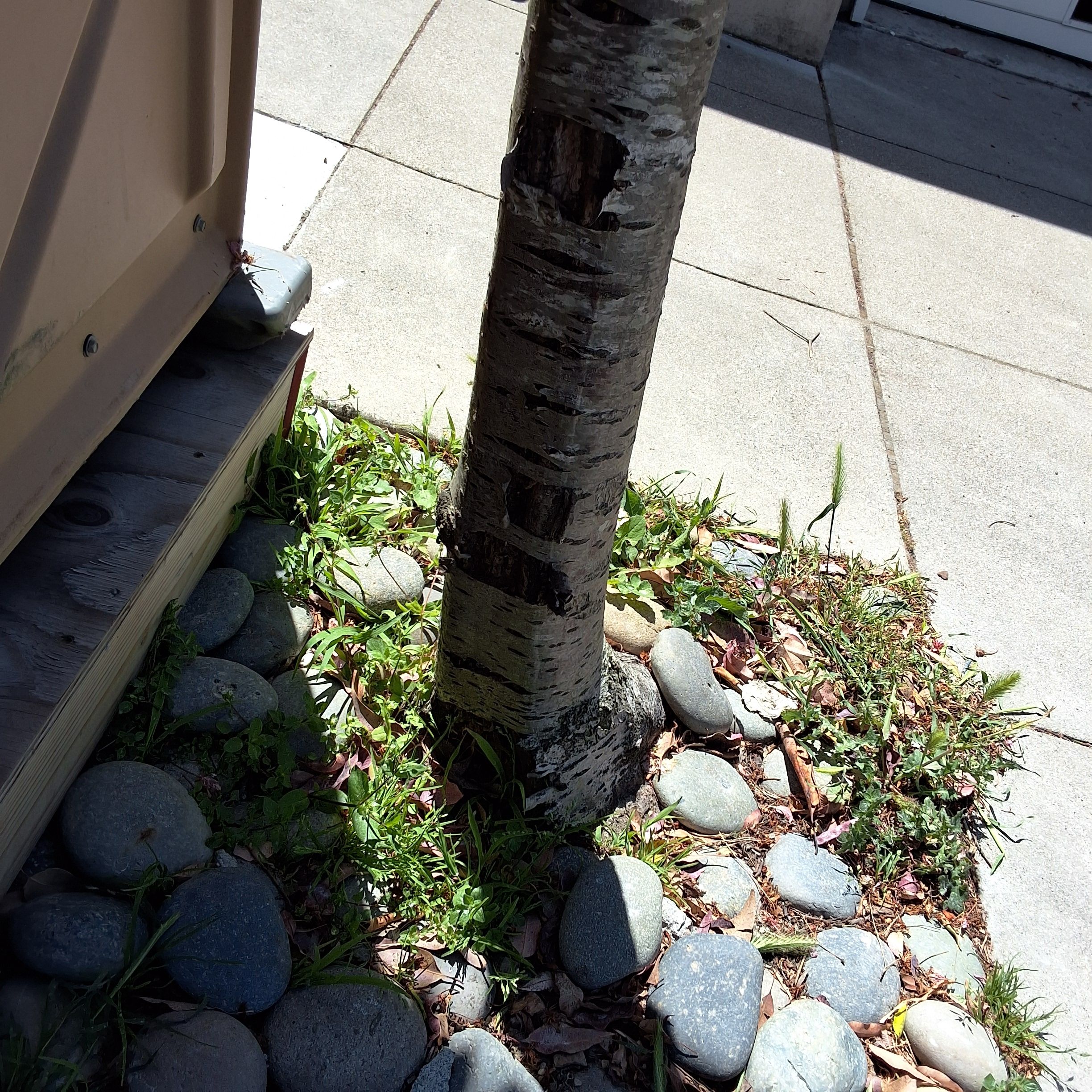 3753 21st St tree