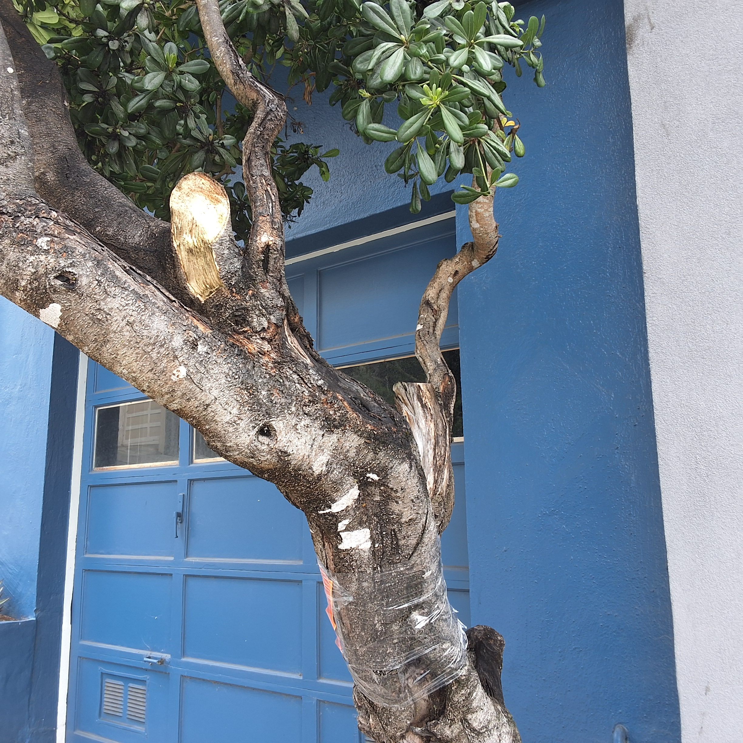 51 Farnum St tree