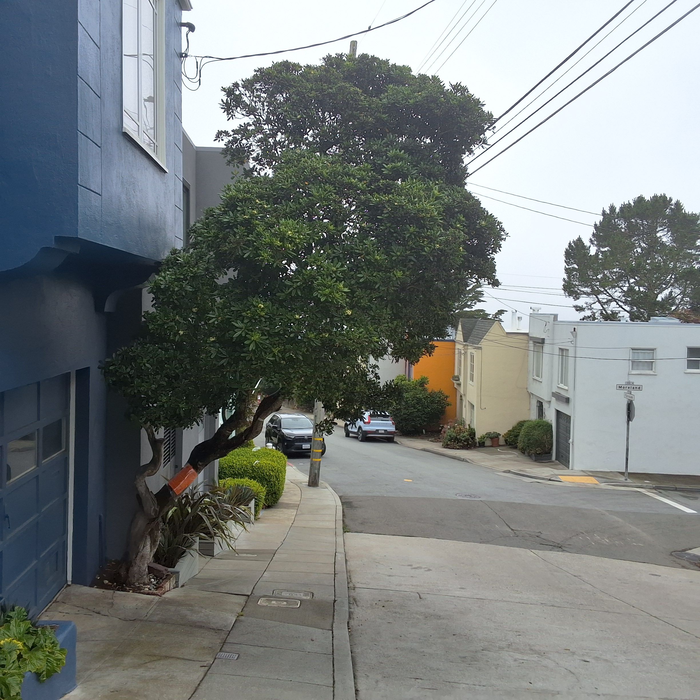 51 Farnum St tree
